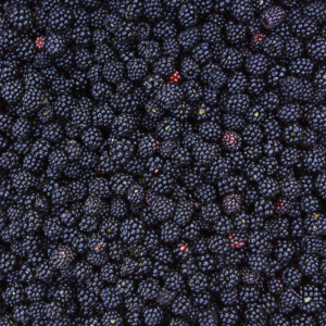 Dried Blackberries - Image 4