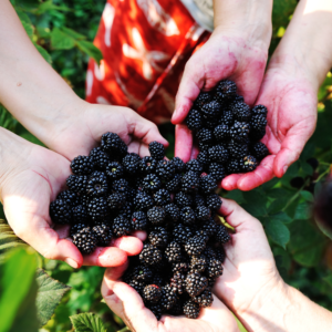 Dried Blackberries - Image 3